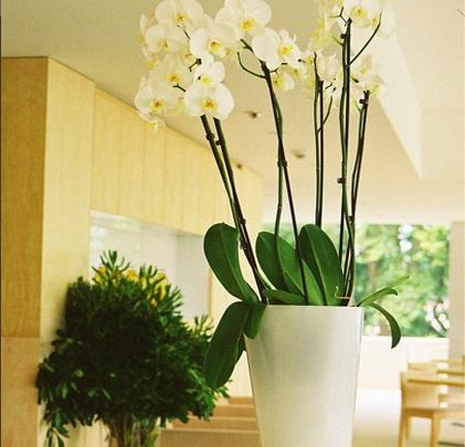 פונטה דה לימה Inlima Hotel & Spa מראה פנימי תמונה